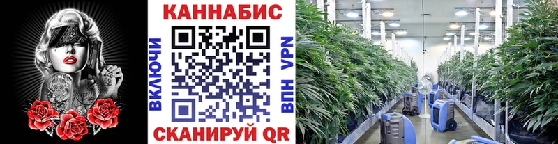 сколько стоит  Отрадный  Бошки Шишки OG Kush 